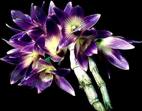 Dendrobium victoria-reginae
